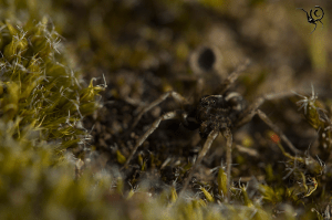 Pardosa-sp-armentata