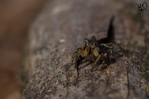 Aelurillus man prooi site