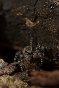 Aelurillus vinsignitus vrouw 1 site