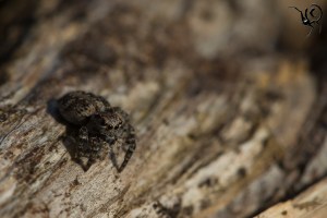 Aelurillus vinsignitus vrouw 6 poten site