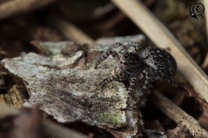 Aelurillus vinsignitus vrouw groot site