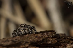 Aelurillus vinsignitus vrouw groot voorkant site