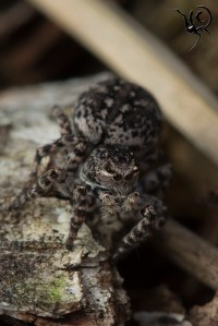 Aelurillus vinsignitus vrouw groot1 site