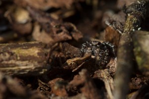 Aelurillus vinsignitus vrouw site