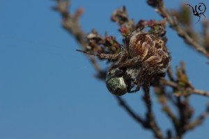 Agelenatea redii vrouw site