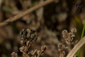 Evarcha arcuata site