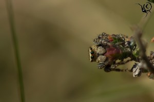 Evarcha arcuata1 site