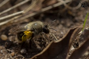 grijze zandbij stuifmeel site