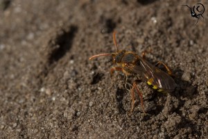 Nomada fulvicornis koekoeksbij site