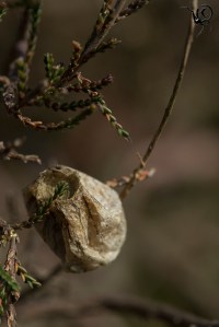 sac Argiope bruennichi site