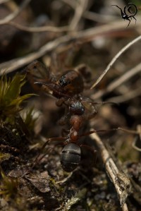 trochosa met rode bosmier site