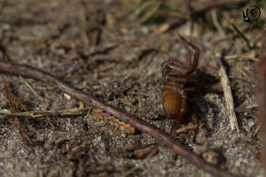 Trochosa verdoofd door wesp site