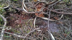 tubeweb atypus cartierheide hapert site