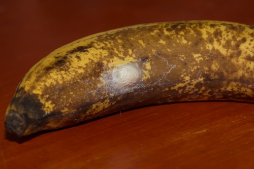 banaan met cocon