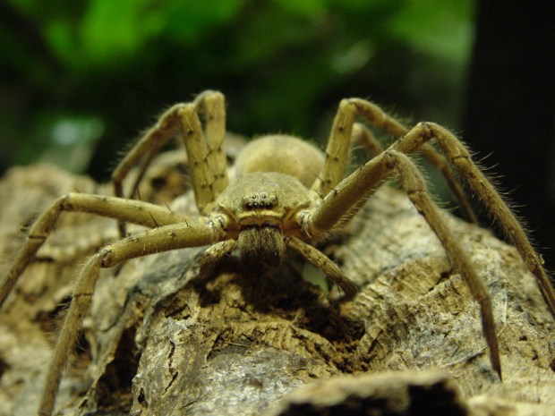 Heteropoda