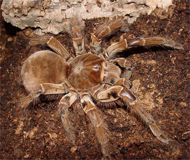 theraphosa_blondi_female4