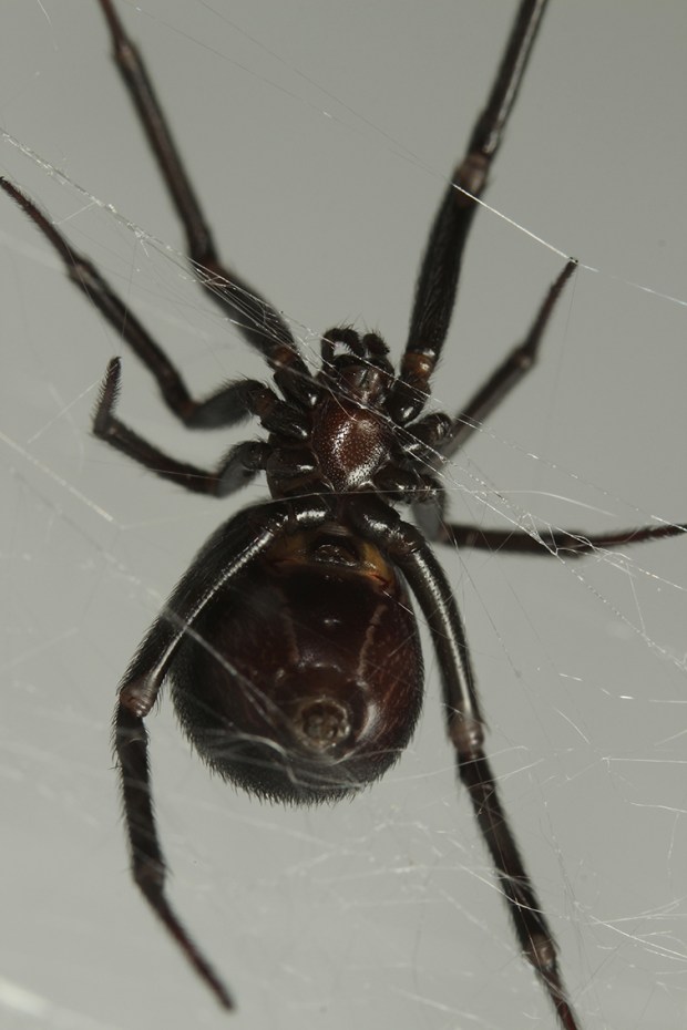 Deze afbeelding heeft een leeg alt-atribuut; de bestandsnaam is steatoda-grossa-vrouw.jpg