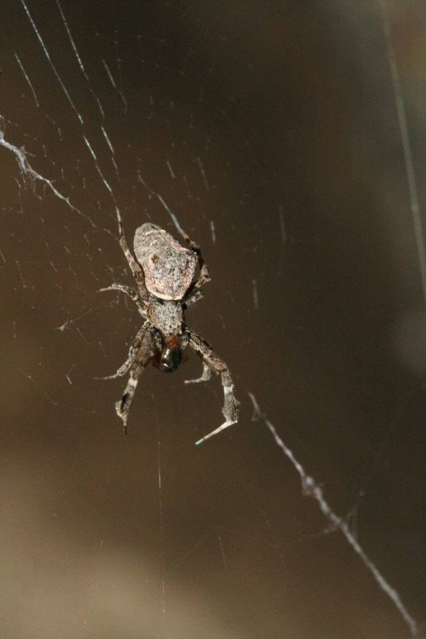 Deze afbeelding heeft een leeg alt-atribuut; de bestandsnaam is uloborus-plumipes-origineel.jpg