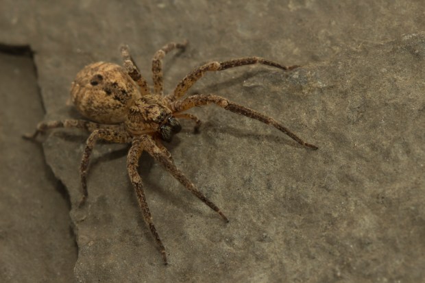 Deze afbeelding heeft een leeg alt-atribuut; de bestandsnaam is zoropsis-spinimana-vrouw4.jpg